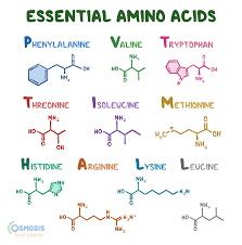 Rethinking Protein Requirements