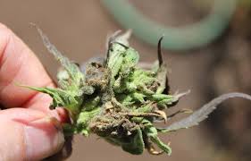 Contamination of Marijuana